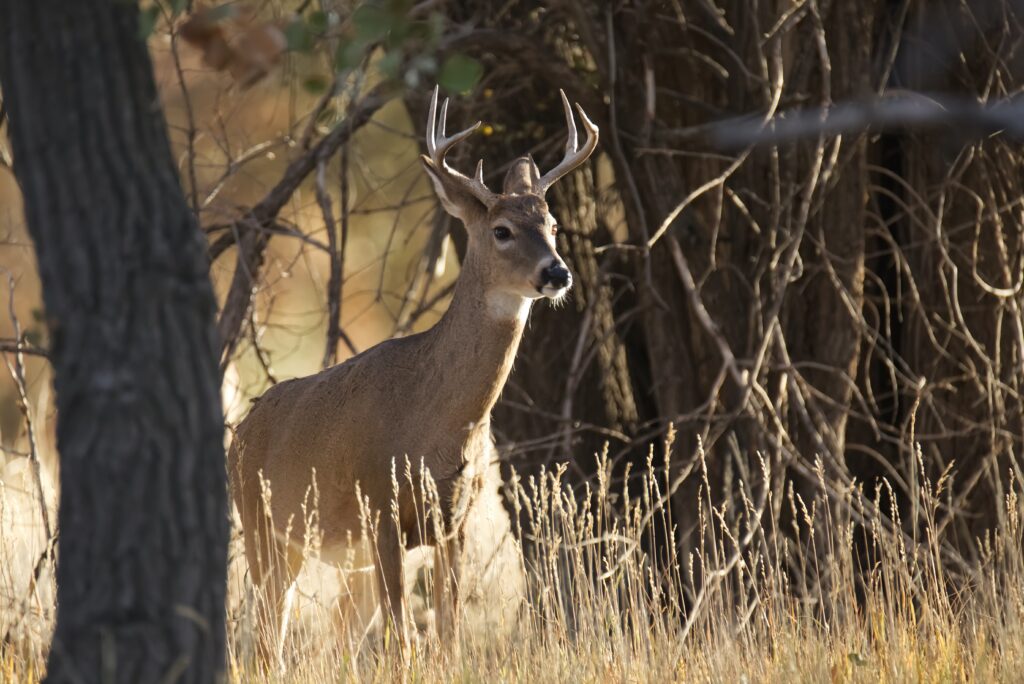 Comment cuisiner le cerf ?